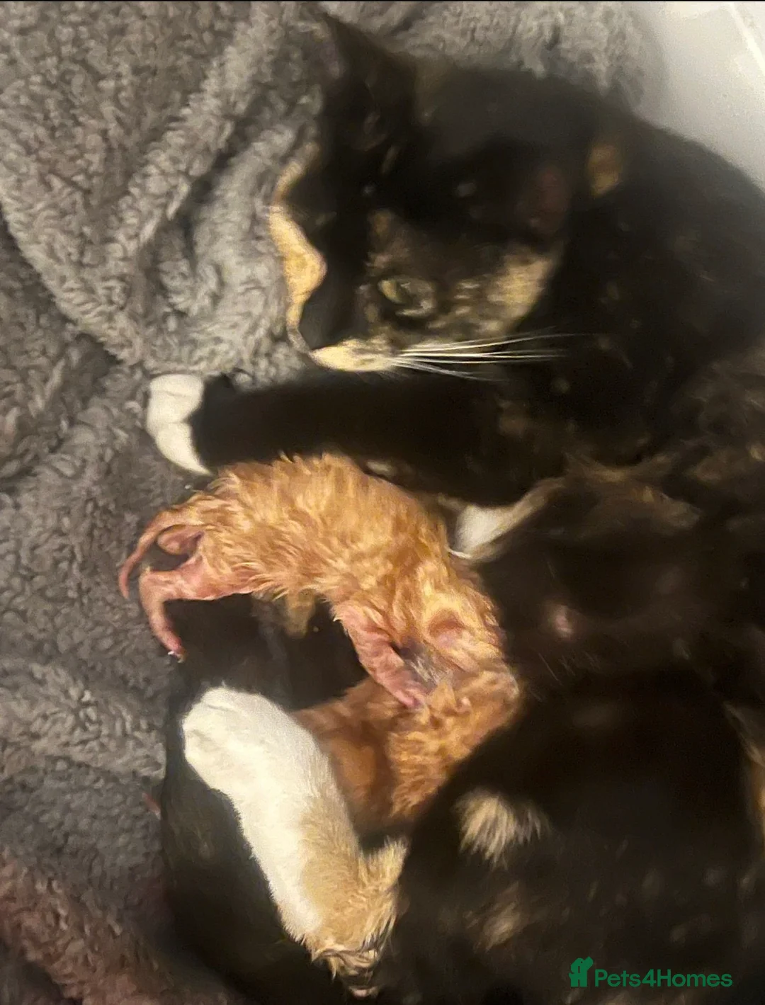 British Shorthair cats for sale: 2 female kittens  - Advert 7