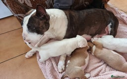 Bull Terrier dogs for sale: Bullterrier pup  - Image 7