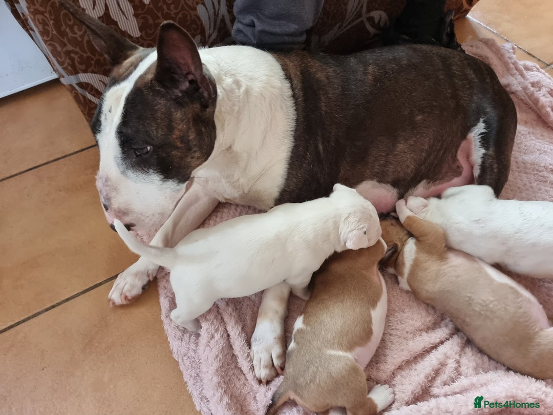 Bull Terrier dogs for sale: Bullterrier pup  - Image 7