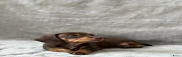 Miniature Dachshund dogs for sale: Chocolate and tan short haired mini dachshund  - Advert 9