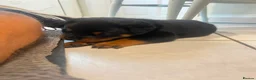 Rottweiler dogs for sale: KC Registered Rottweiler Puppies - Advert 27