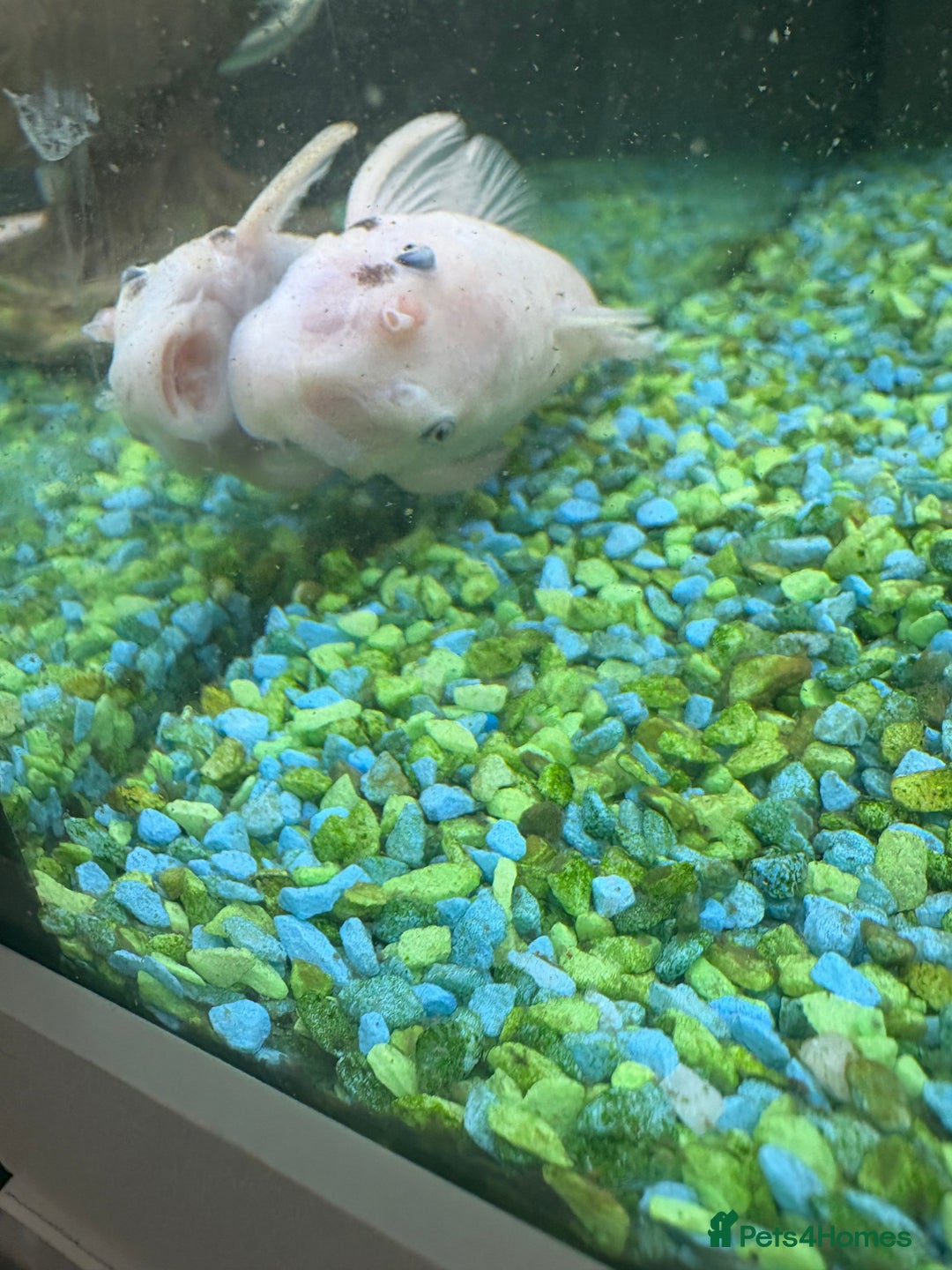 Sharks fish for sale: Silver Bala shark/ 2x snow white pleco - Image 9