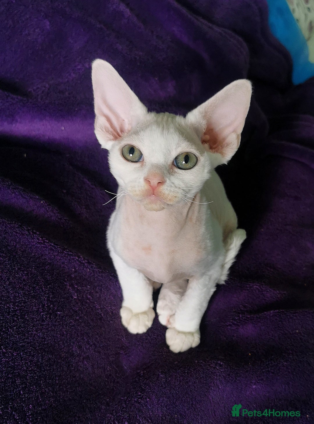 Devon Rex cats for sale: Devon Rex kittens GCCF registered  - Image 10