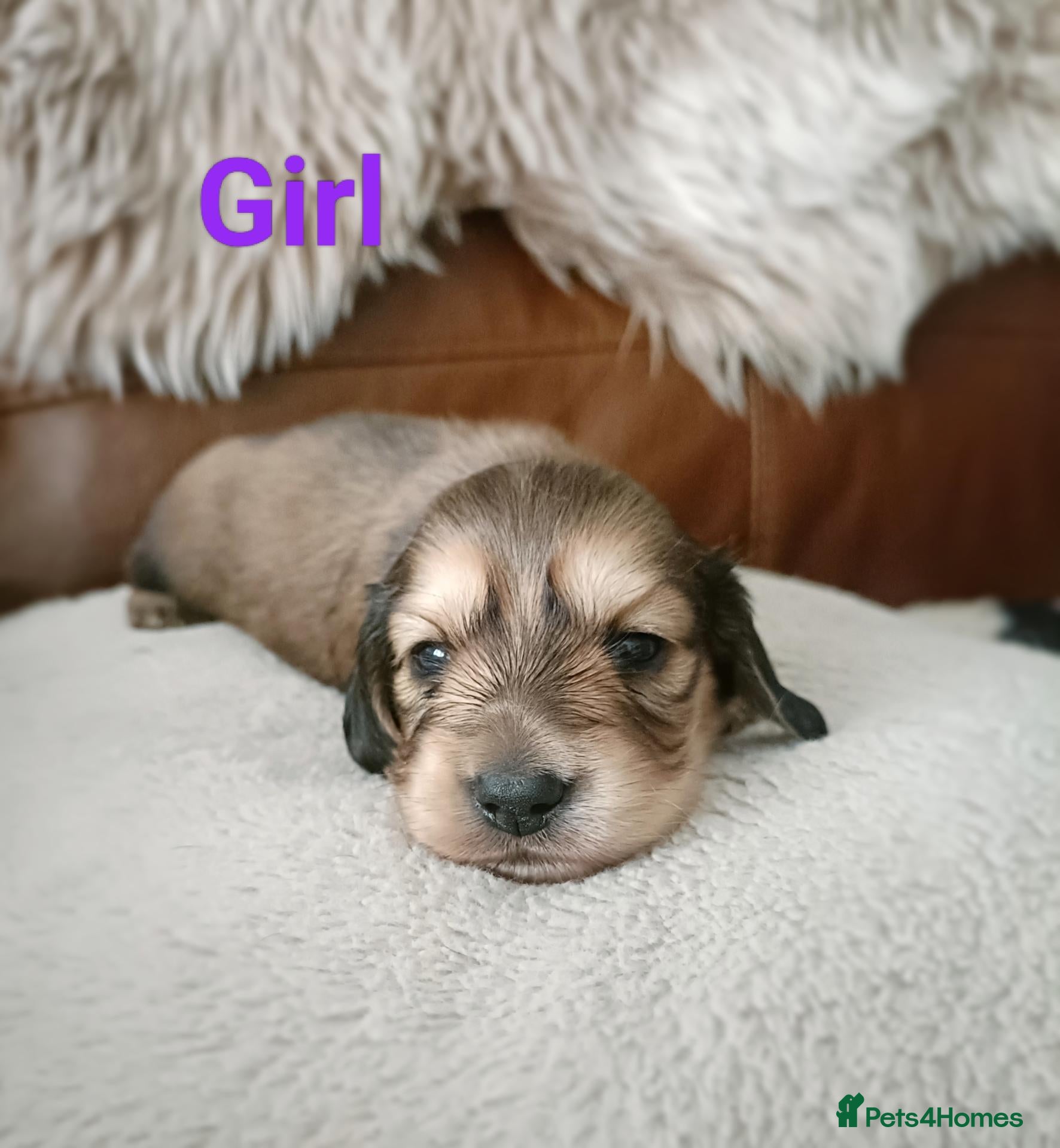 Miniature Dachshund dogs Quality Longhaired mini dachshund trusted breeder  - Advert 1