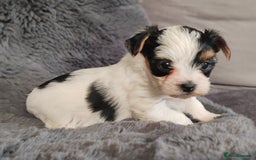 Biewer Terrier dogs for sale: Biewer Tereier Available 2 girls💜  1 Boy💚 - Image 7