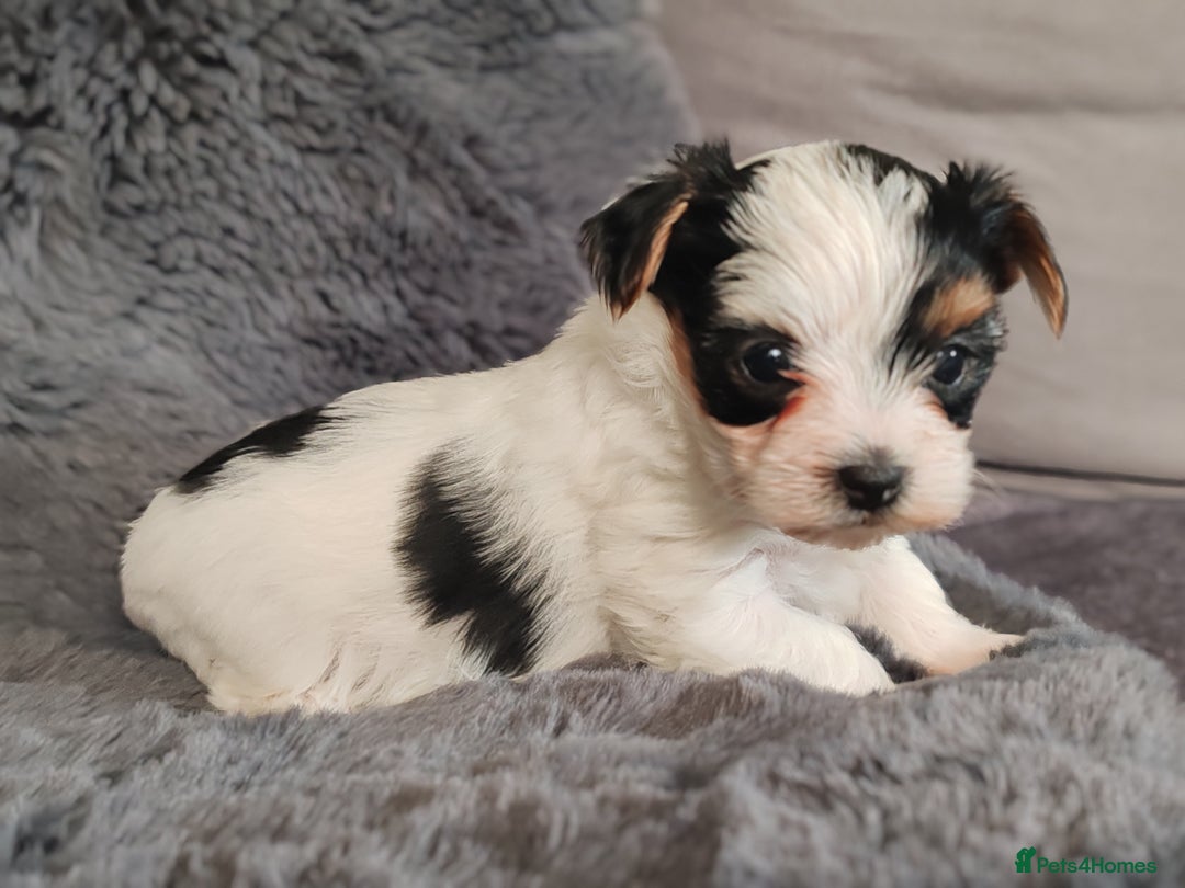 Biewer Terrier dogs for sale: Biewer Tereier Available 2 girls💜  1 Boy💚 - Image 7