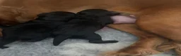 Cockapoo dogs for sale: Black girl Cockerpoo  - Advert 9