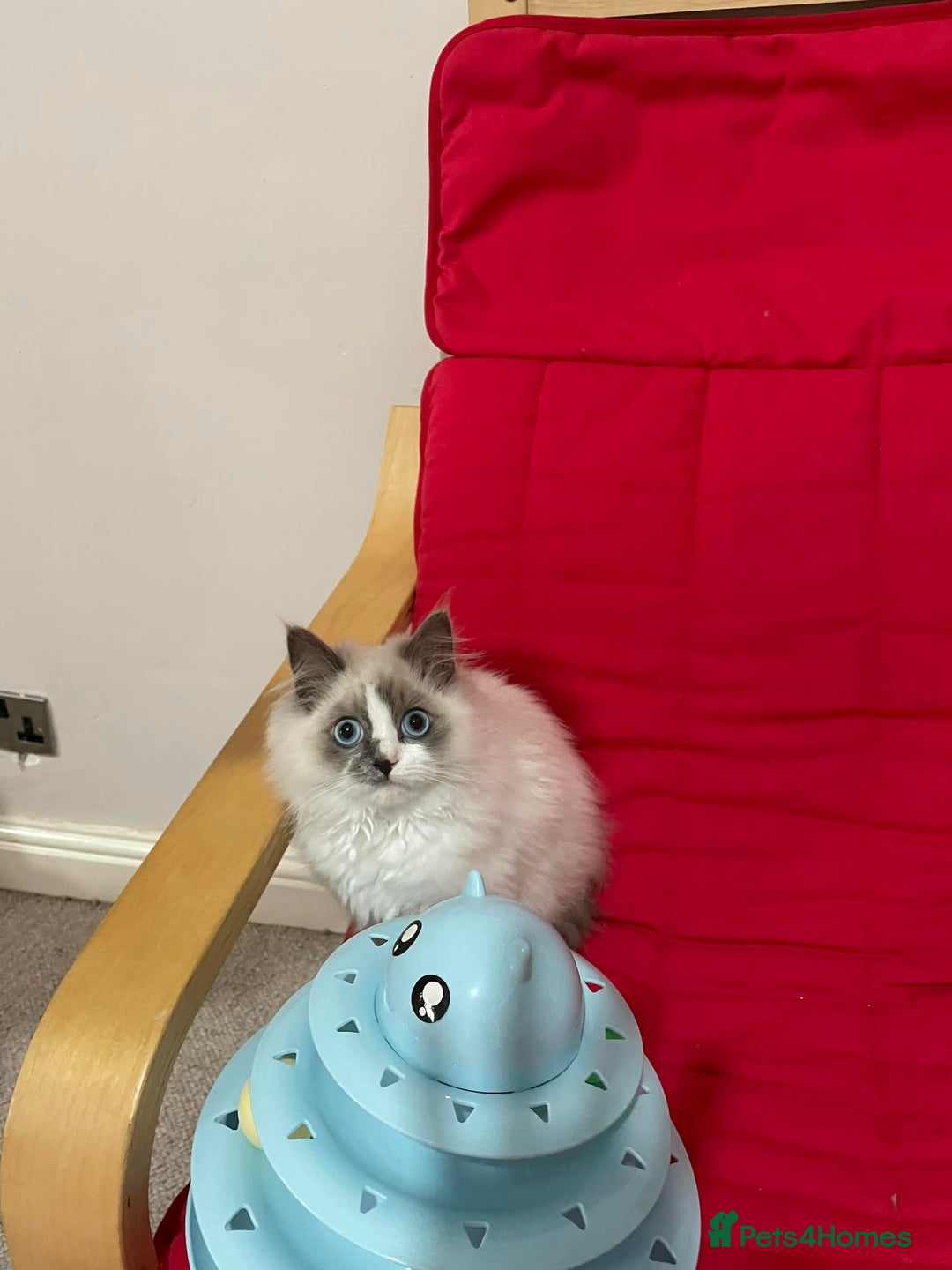 Ragdoll cats for sale: Ragdoll kitten for sale - Advert 1