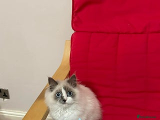 Ragdoll cats Ragdoll kitten for sale - Advert 1