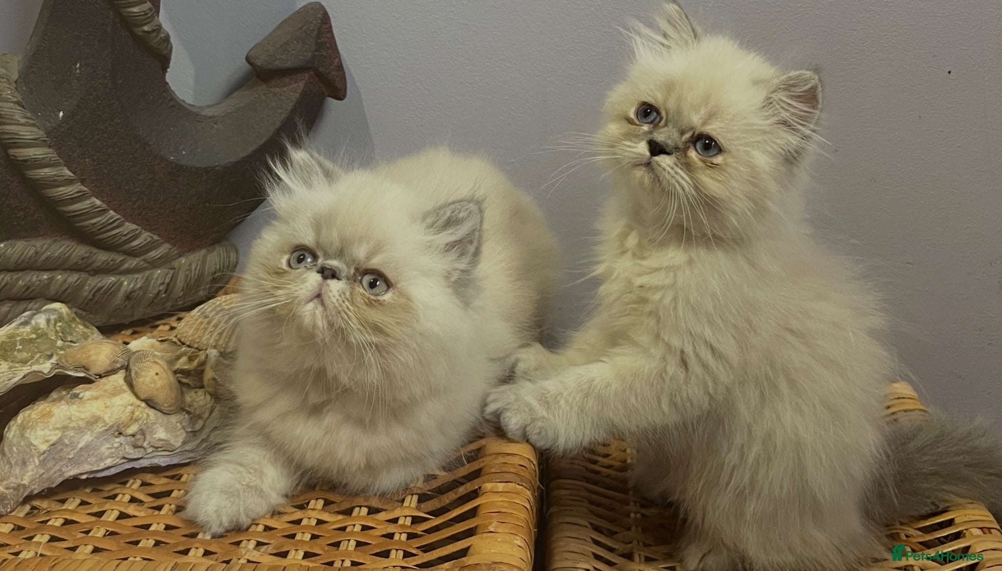 Persian cats Ready 7th fully vacs &ready to go Persian kittens  - Advert 4