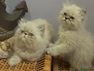 Persian cats Ready 7th fully vacs &ready to go Persian kittens - Advert 4