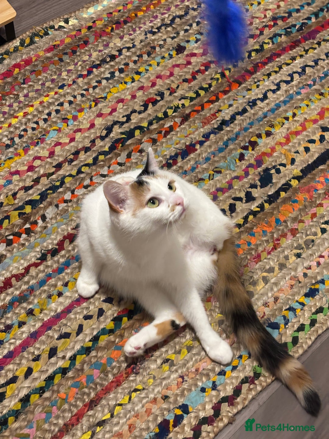 Mixed Breed cats for sale: Our lovely Minnie - FREE - Advert 2