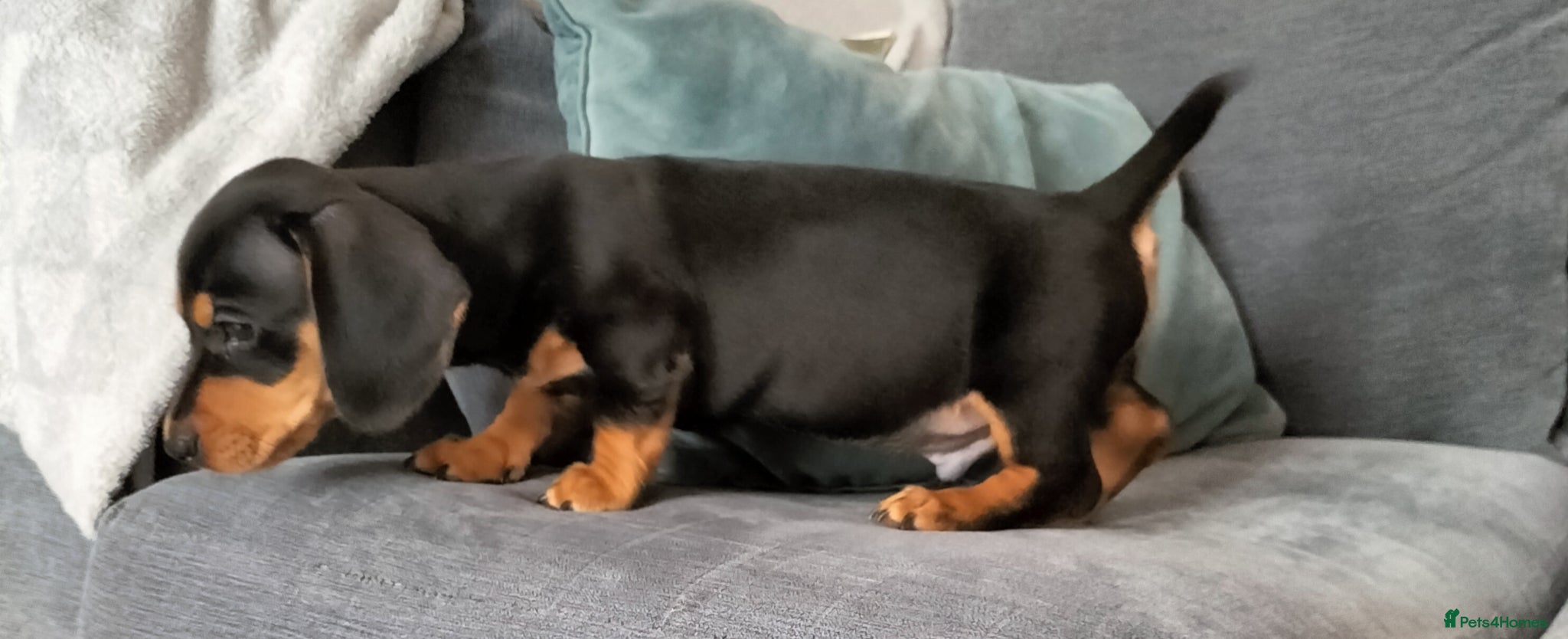Miniature Dachshund dogs Beautiful miniature dachshunds ready now 😊 - Advert 9