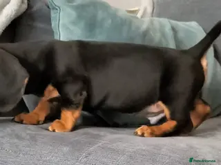 Miniature Dachshund dogs Beautiful miniature dachshunds ready now 😊 - Advert 9
