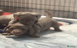 Miniature Dachshund dogs for sale: Stunning Isabella mini reg 5* health cert ready - Image 17