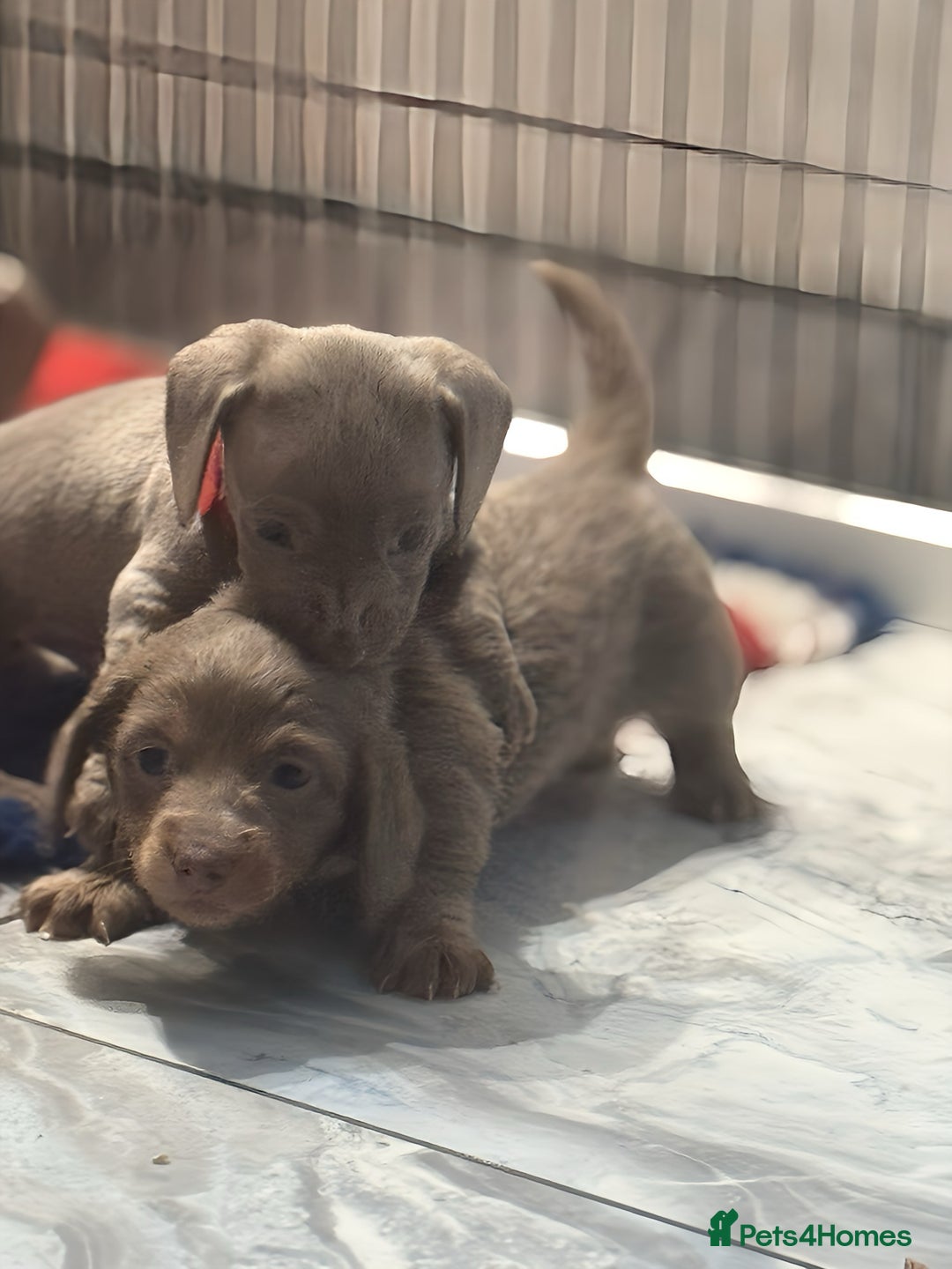 Miniature Dachshund dogs for sale: Stunning Isabella mini reg 5* health cert ready - Image 17
