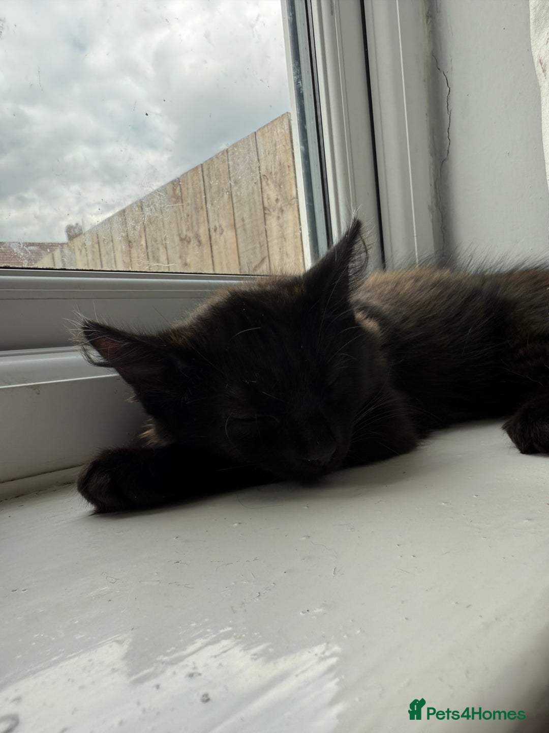 Domestic Shorthair cats for sale: Brother and sister black kittens  - Advert 7