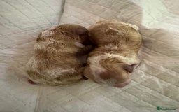 Toy Poodle dogs for sale: Tiny, rare parti poodle puppies. Red & white.  - Image 6