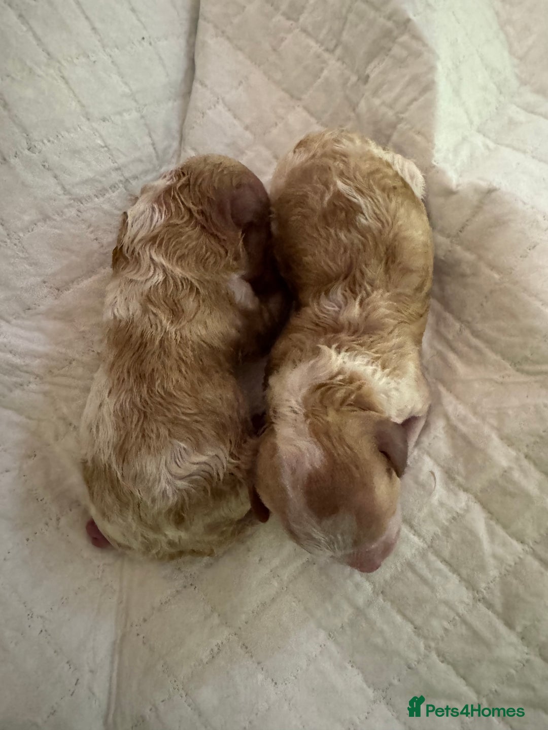 Toy Poodle dogs for sale: Tiny, rare parti poodle puppies. Red & white.  - Image 6