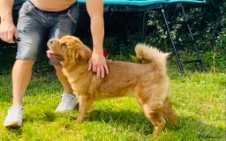 Shar Pei dogs for sale:  Bear coat Sharpi female   - Image 5