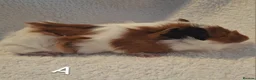 Guinea Pig rodents for sale: Beautiful Baby guineas ready now ♥️ - Advert 12