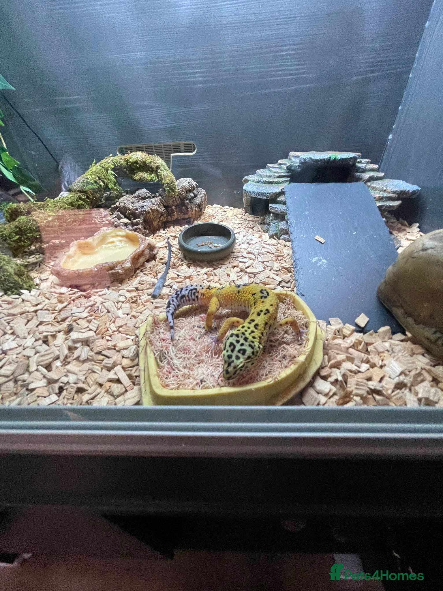Leopard Gecko reptiles Leopard Gecko with vivarium and full set up - Advert 2