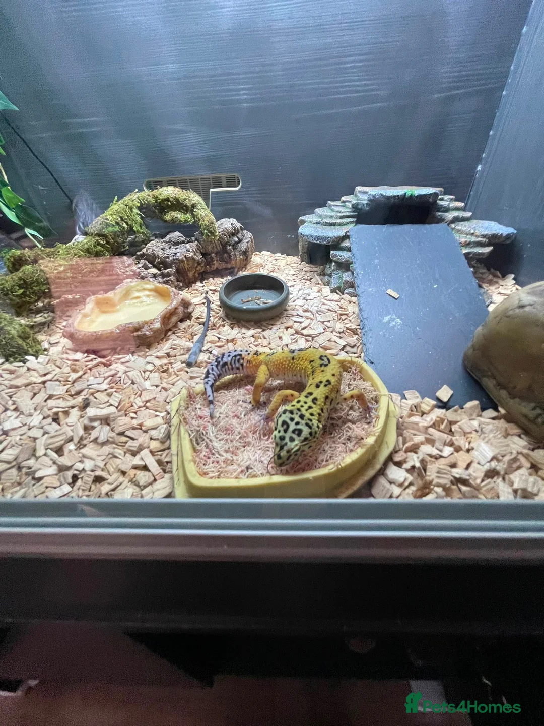 Leopard Gecko reptiles for sale: Leopard Gecko with vivarium and full set up in Milton Keynes - Advert 2