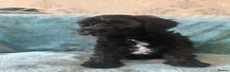 Australian Labradoodle dogs for sale: Australian Labradoodle Small Size  - Advert 13
