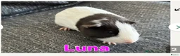 Guinea Pig rodents for sale: 4 beautiful female guinea pigs - Advert 2