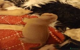 American Bully dogs for sale: Pocket bully  - Image 6