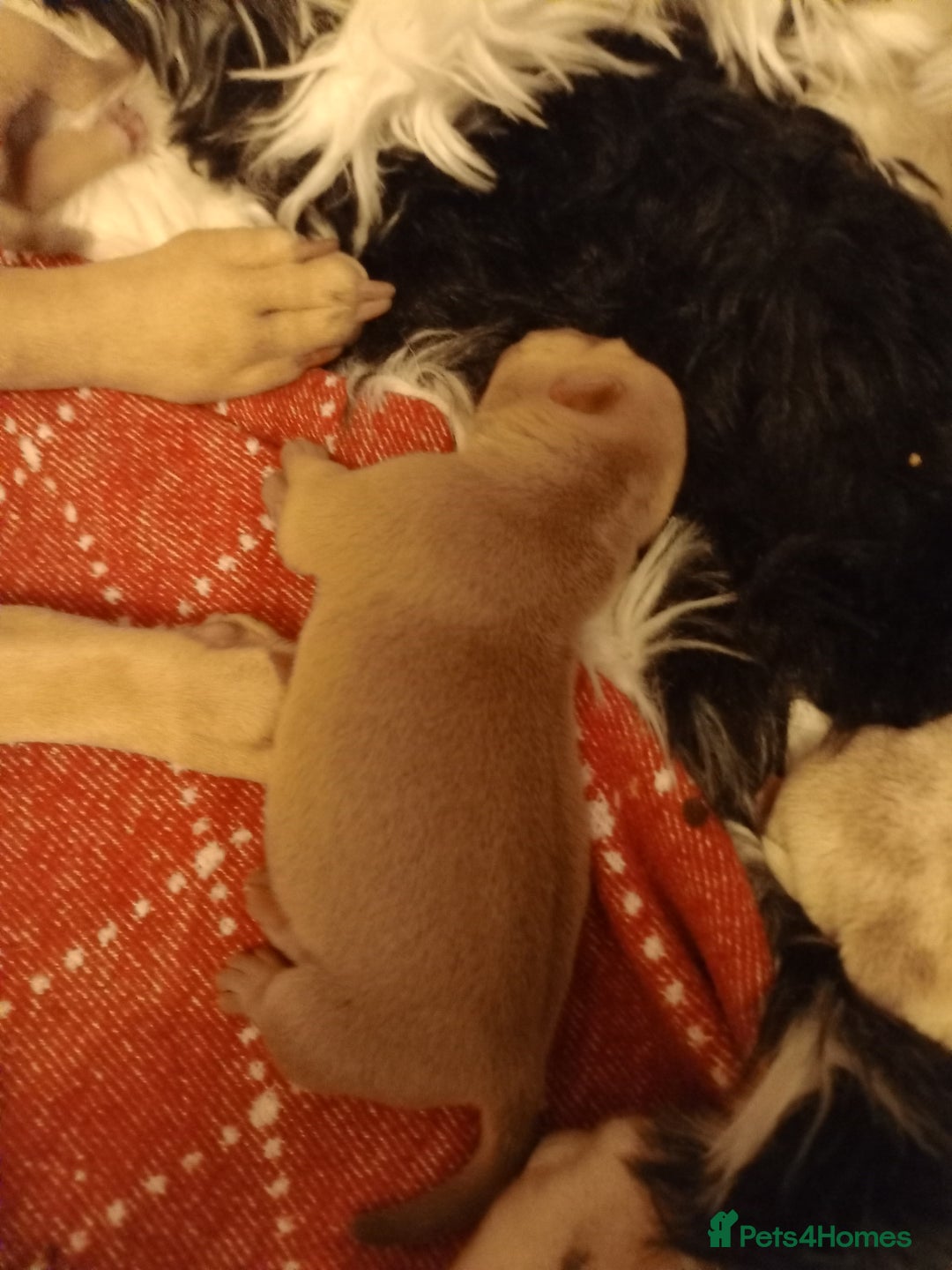 American Bully dogs for sale: Pocket bully  - Image 6