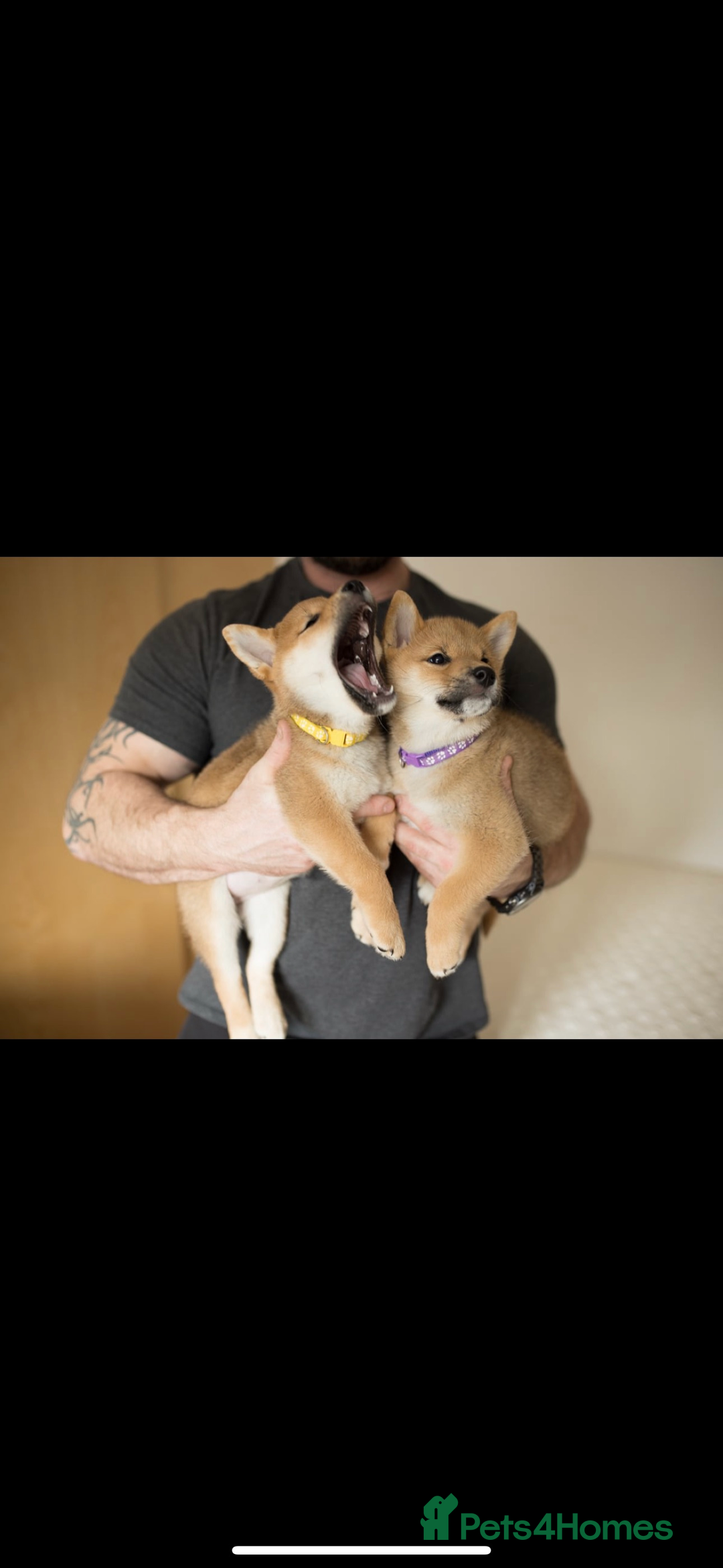 Japanese Shiba Inu dogs for sale: Gorgeous, KC-Registered Shiba Inu Puppies - Advert 6