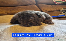 German Shepherd dogs for sale: KC German Shepherd Puppies Blue, White & Black/Tan - Image 4