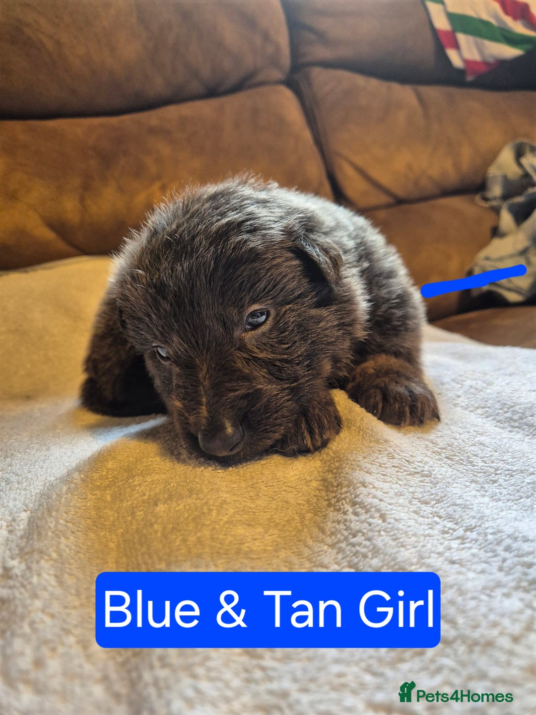 German Shepherd dogs for sale: KC German Shepherd Puppies Blue, White & Black/Tan - Image 4