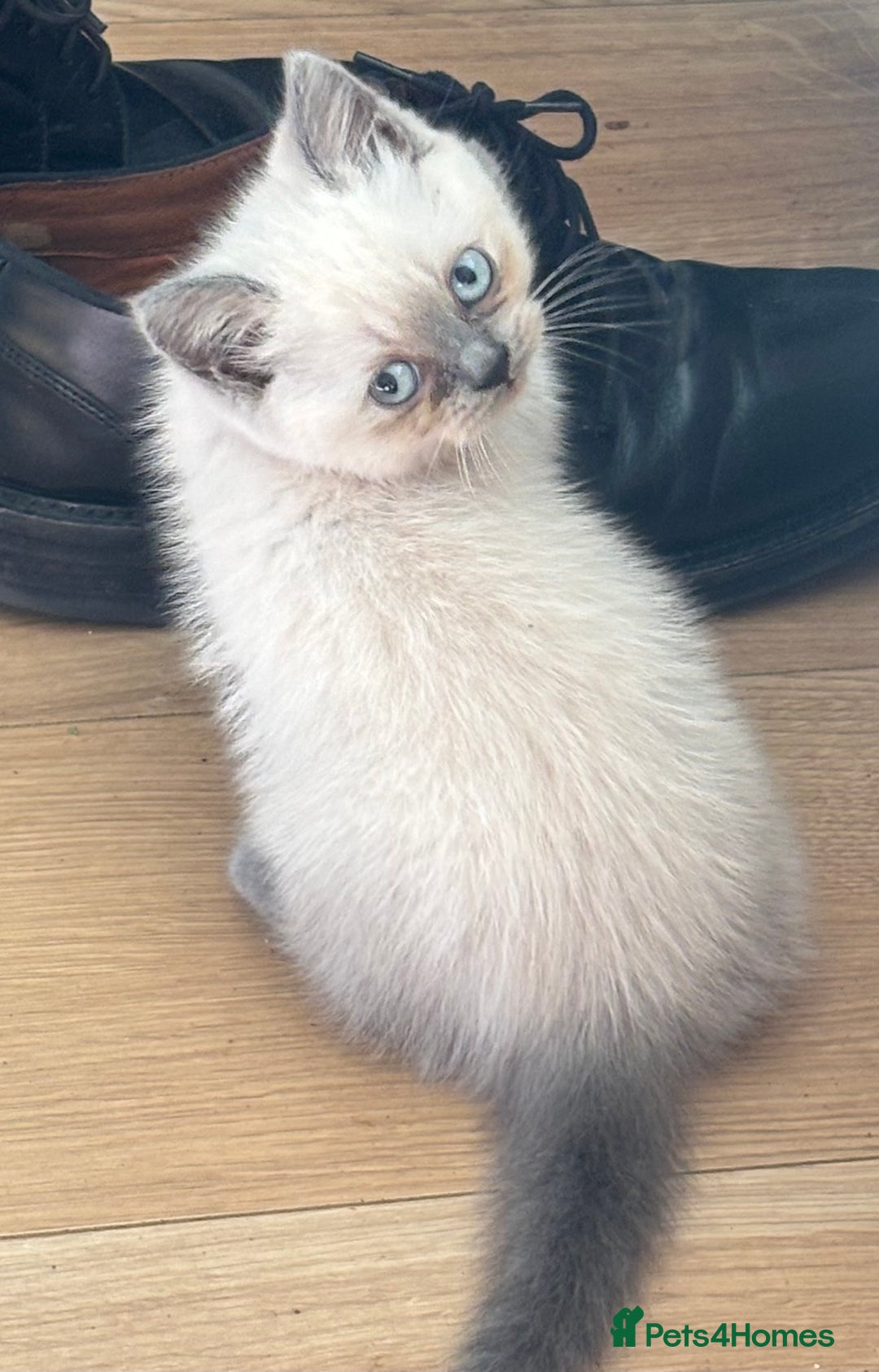 British Shorthair cats for sale: Beautiful British blues and colourpoints  - Image 17