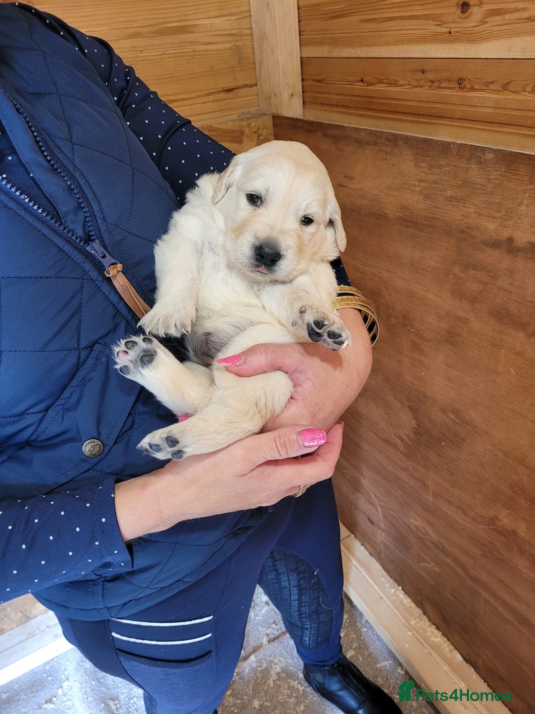 Golden Retriever dogs for sale: Golden retriever puppies  - Image 2