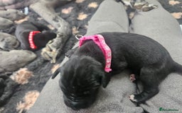 Great Dane dogs for sale: Great dane puppies  - Image 13
