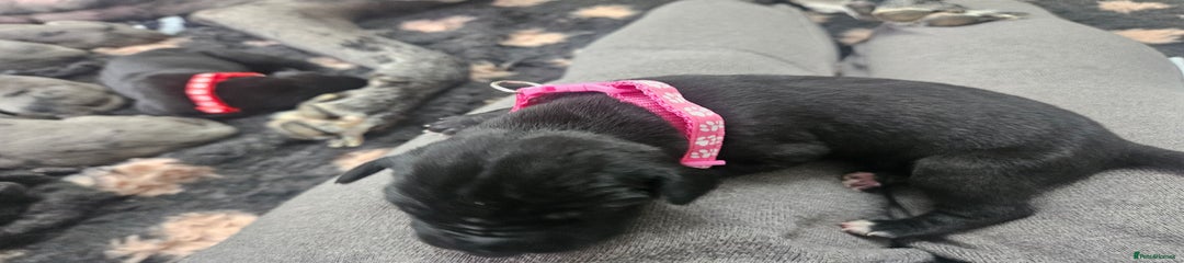 Dark pink girl- mantle