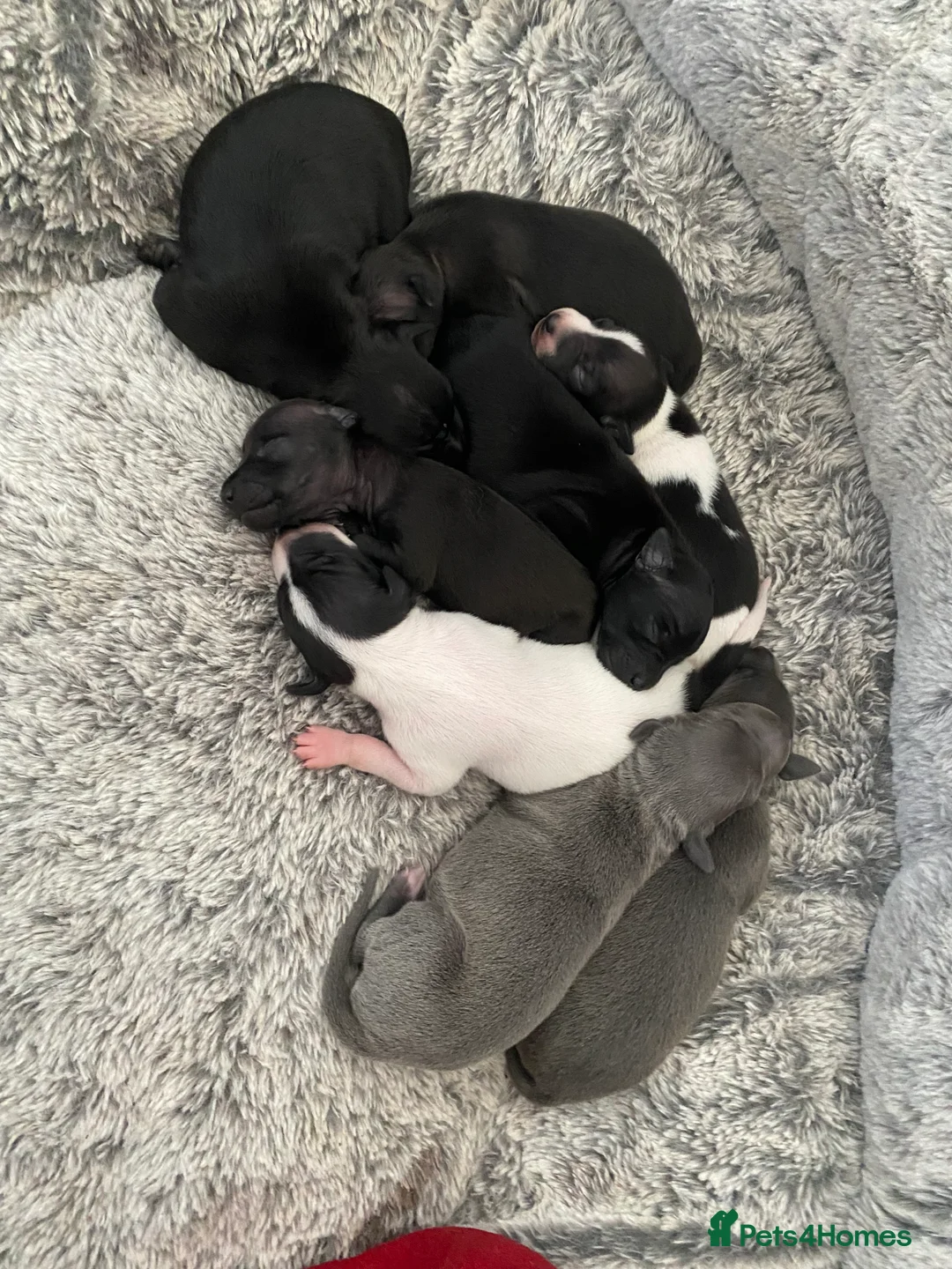 Italian Greyhound dogs for sale: Beautiful Italian Greyhound Puppies - Advert 26