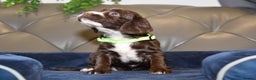 Cocker Spaniel dogs for sale: Kc Reg Health Tested Cocker Spaniel Puppies - Advert 17