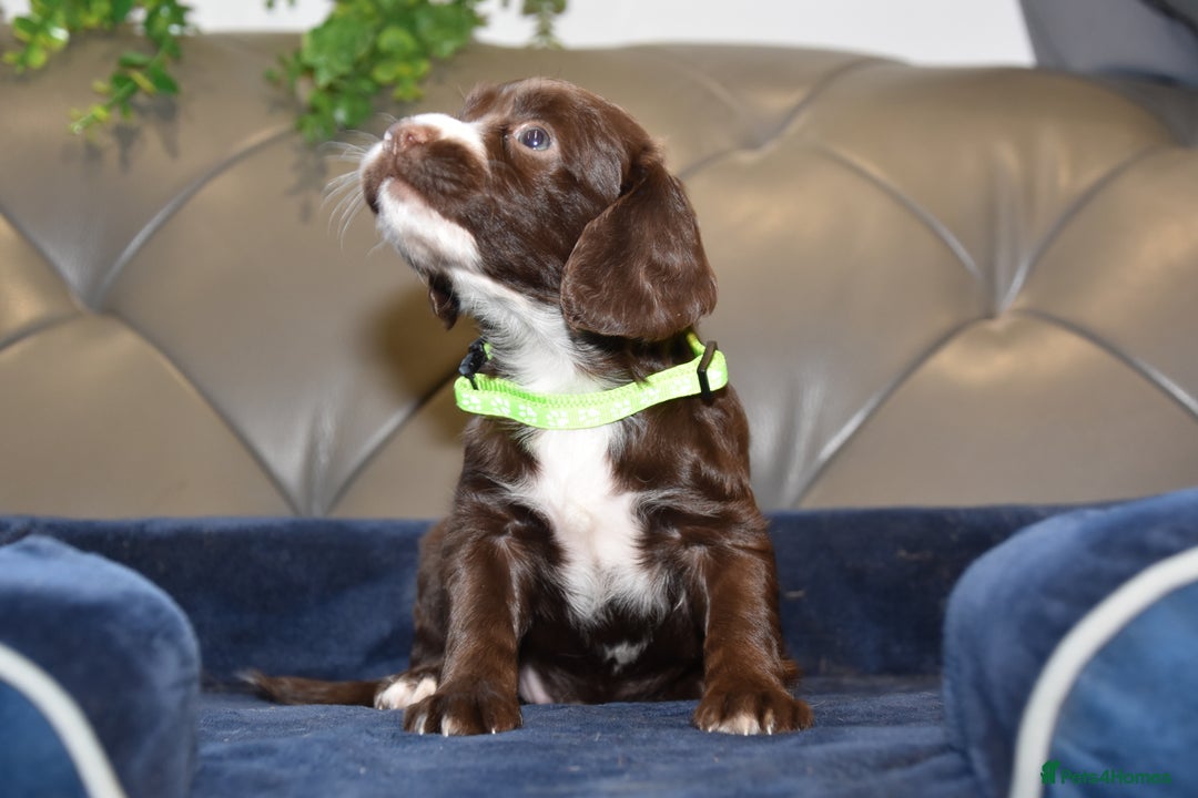 Cocker Spaniel dogs for sale: Kc Reg Health Tested Cocker Spaniel Puppies - Advert 17
