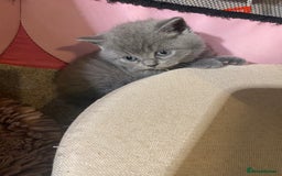 British Shorthair cats for sale: Stunning British short hair GCCF/TICA - Advert 17