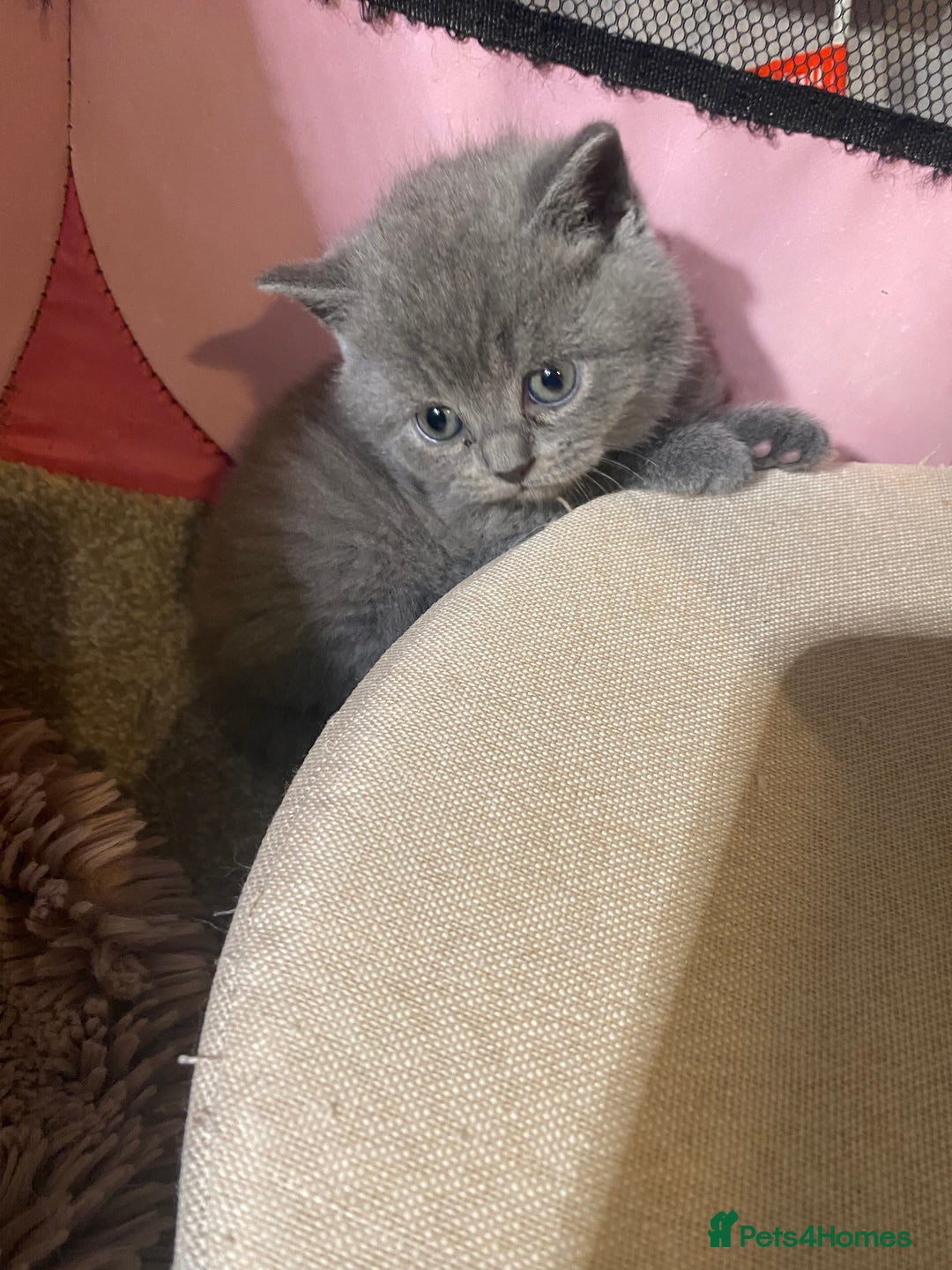 British Shorthair cats for sale: Stunning British short hair GCCF/TICA - Advert 17
