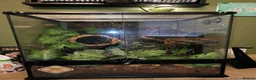 Gecko reptiles for sale: Crested gecko with full bio set up - Advert 4