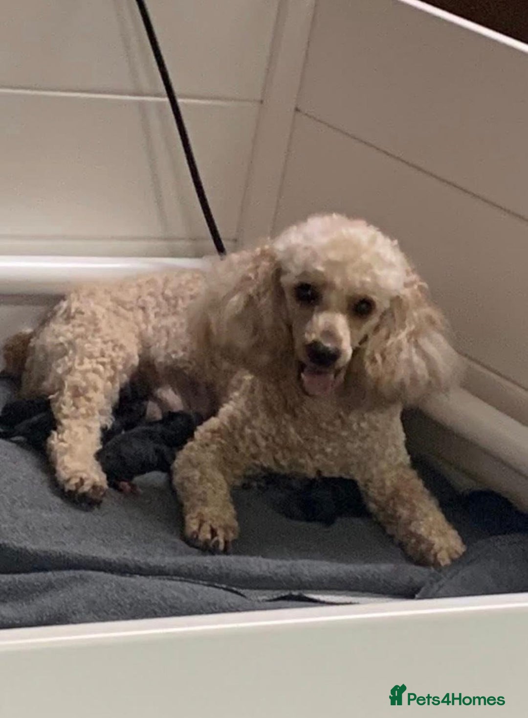 Cockapoo dogs for sale: Cockapoo Pups  - Image 9