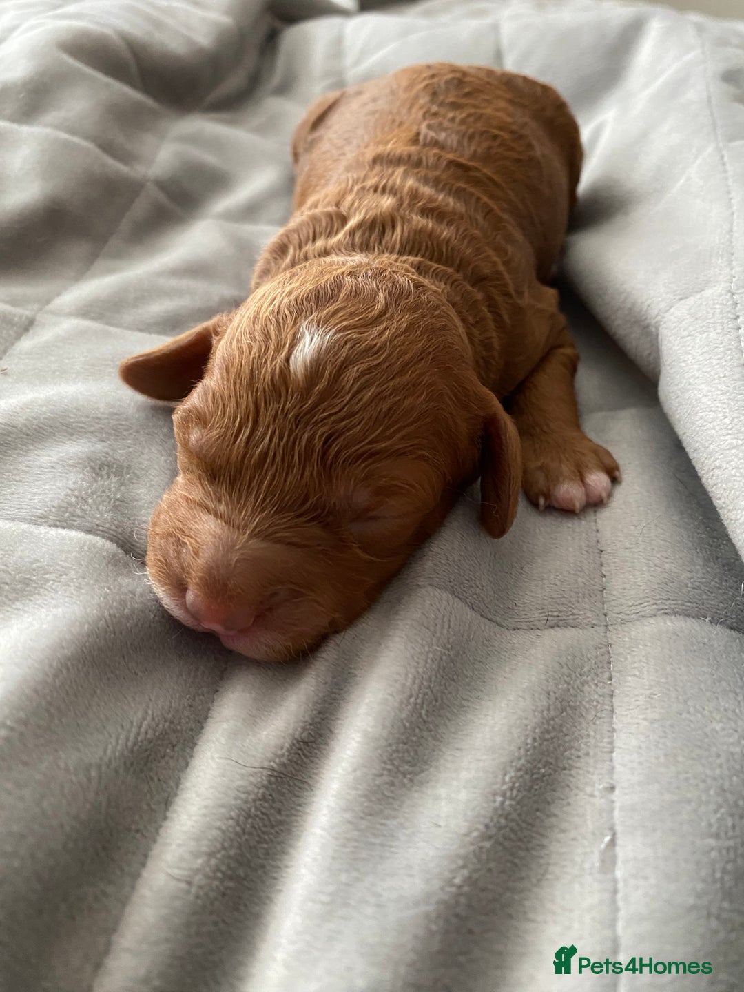 Cockapoo dogs for sale: F1b cockapoo video call viewings available  - Advert 5