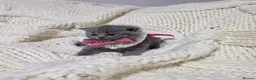 British Shorthair cats for sale: Beautiful British shorthair kittens  - Advert 12