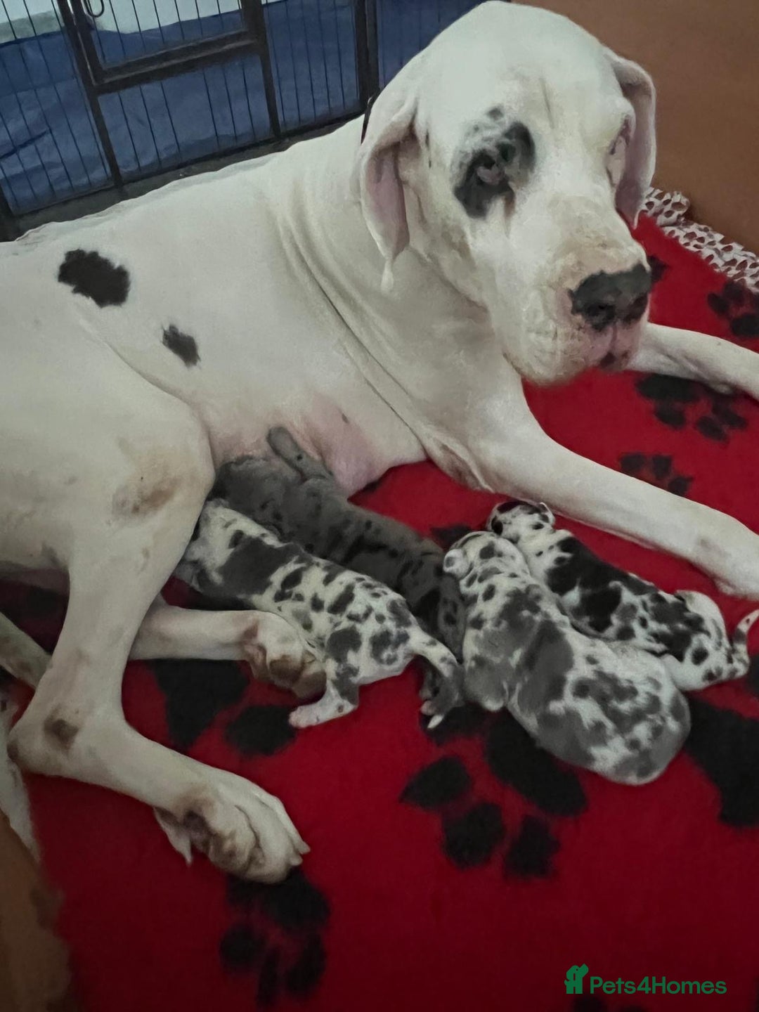 Great Dane dogs for sale: Purebred Great Dane Puppies – European Bloodline  - Image 24