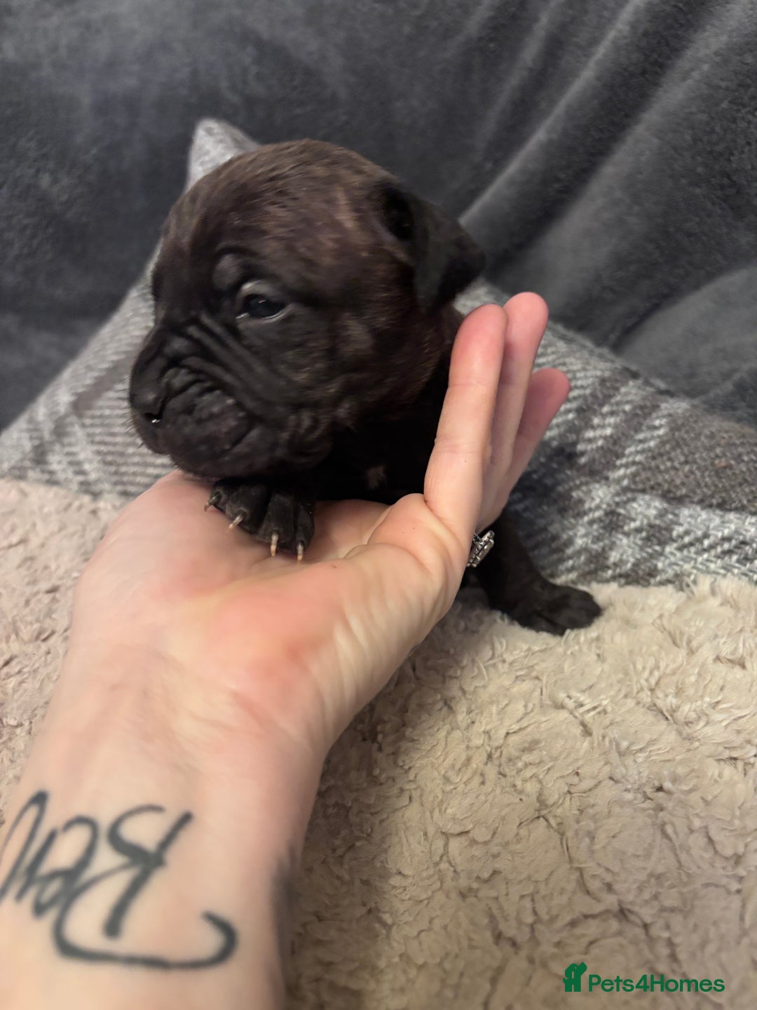 Mixed Breed dogs for sale: Cane Corso and Dogue de Bordeaux - Image 8