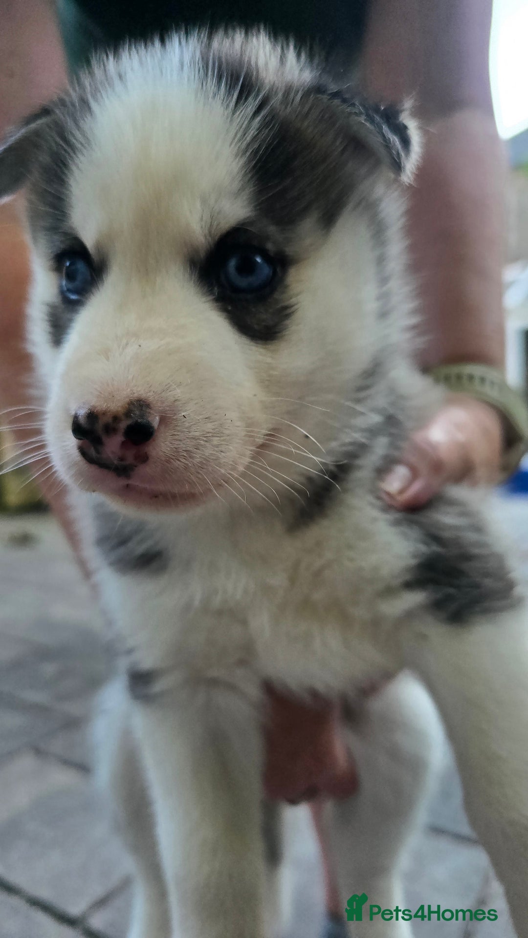 Siberian Husky dogs for sale: Siberian husky pups  - Image 3